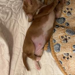 Dachshund Puppies from Witchy Woman’s Wiener’s
