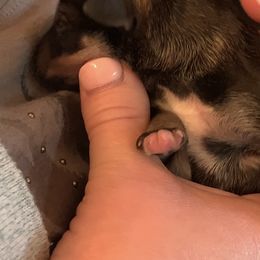 Boy 3 - Miniature Schnauzer puppy in Hull, Georgia from Ardent Miniature Schnauzers of Athens