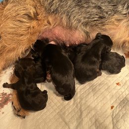 Border Terrier Puppies from Devonwood Border Terriers