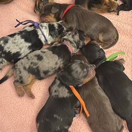 Phantom Male - Yellow Collar - Black and tan male Cavapoo puppy in Herriman, Utah from Gypsi Doodles & Poodles LLC.