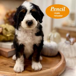 Pencil - Tri-color male Bernedoodle puppy in Jackson, Mississippi from T.M. Poodles & Doodles