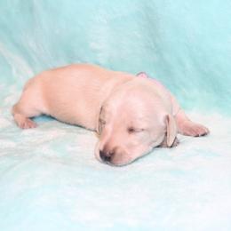 Millie 4000 - Cream female Dachshund puppy in Coldwater, Mississippi from Mississippi Shorties Miniature Dachshunds