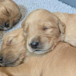 Aussiedoodles, Australian Shepherds, and Golden Retrievers from Hope & Joy Acres