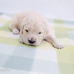 Belle - Light golden female Golden Retriever puppy in Lakewood, California from Cloud Nine Kennel