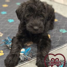 Clover - Black female Schnoodle puppy in Saint Augustine, Florida from Gunnie Luv, LLC