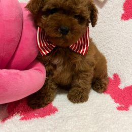 Cavapoo Puppies from Myles Barnum