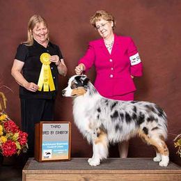Australian Shepherds from Catalina Australian Shepherds