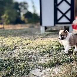 Icelandic Sheepdog Puppies from Hjarta Icelandics