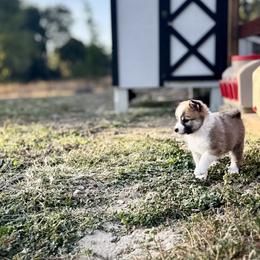Icelandic Sheepdog Puppies from Hjarta Icelandics