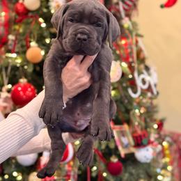 Grey Male 3 - Gray male Cane Corso puppy in California from Donato Kennels