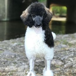 Aussiedoodles, Bernedoodles, Goldendoodles, and Labradoodles from Guinn Family Farms