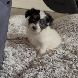 Ace - White black and tan male Papillon puppy in Howe, Oklahoma from Southern Sweet Papillons