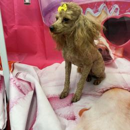 Poodle puppies from KC Recherche'