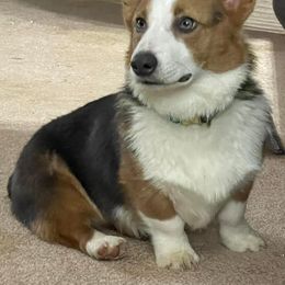 Teddy - Pembroke Welsh Corgi
