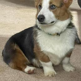 Teddy - Pembroke Welsh Corgi