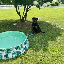 Rottweiler Puppies from Bronx Von Bridges Rottweilers