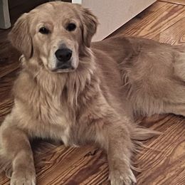 Ivy Blue - Golden Retriever