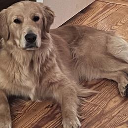 Ivy Blue - Golden Retriever