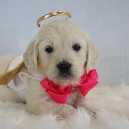 German Shepherd and Golden Retriever Puppies from Sweetheart Therapy Dogs LLC