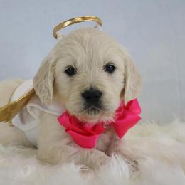 German Shepherd and Golden Retriever Puppies from Sweetheart Therapy Dogs LLC