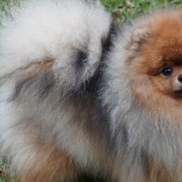 Pomeranians from Elena's Pomeranians