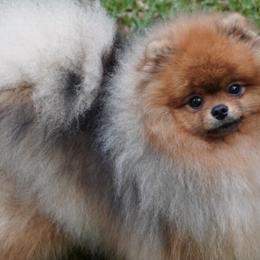 Pomeranians from Elena's Pomeranians