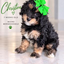 Christina - Tri-color female Bernedoodle puppy in Miami, Florida from Jade’s Paws & Co. Of Miami LLC