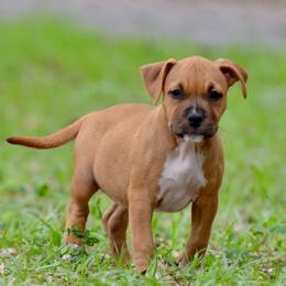The Thoughtful Learner - Red female American Staffordshire Terrier puppy in St. Augustine, Florida from LBK & Ancient City
