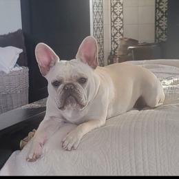 Tequila - Cream female French Bulldog puppy in Salina, Kansas from Peace Love  & Frenchies