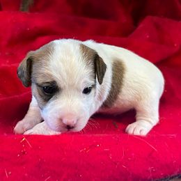 Girl 1 - Tri-color female Russell Terrier puppy in Jerome, Idaho from Jerome Russell Terriers