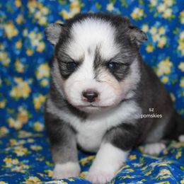 Badger - Black and white male Pomsky puppy in Mc Callsburg, Iowa from SZ Rolling Acres LLC