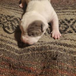 Galileo (Leo) - White male American Pit Bull Terrier puppy in Frederick, Maryland from •Wyngate Pits•