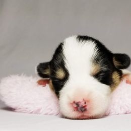 American Corgi and Pembroke Welsh Corgi Puppies from Whimsical Treasure Corgis
