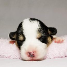 American Corgi and Pembroke Welsh Corgi Puppies from Whimsical Treasure Corgis