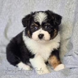 Fairbanks - Black tri-color male Aussiedoodle puppy in Cleveland, Georgia from Jam's Doodles And Poodles