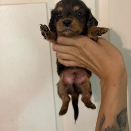Aether - Dapple male Dachshund puppy in Conroe, Texas from Dots Dachshunds