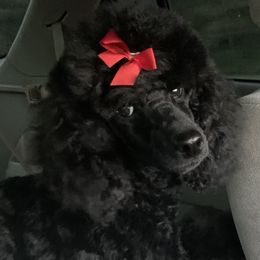 Dachshund and Poodle Puppies from Arkansas Standard Poodles & Dachshunds