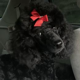 Dachshund and Poodle Puppies from Arkansas Standard Poodles & Dachshunds