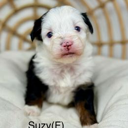 Suzy - female Australian Mountain Doodle puppy in Sterling, Colorado from North 40 Doodles