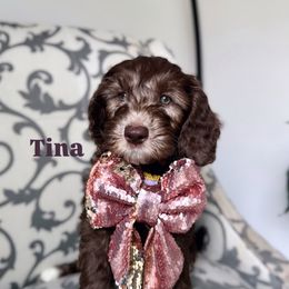 Australian Labradoodle Puppies from Kismet Labradoodles