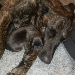 Dutch Shepherds from Ziva's Legacy Dutch Shepherds