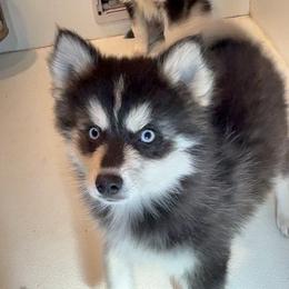 Joey - Black and white male Pomsky puppy in Spring Hill, Florida from PDQ Pomskies