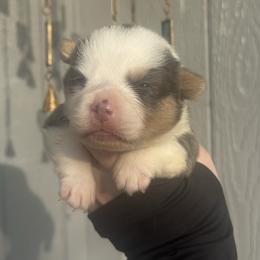 Blueberry - Blue female Pembroke Welsh Corgi puppy in East Oakdale, California from Rhettro Kennels