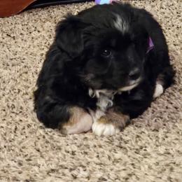 Girl 1 - Black tri-color female Aussiedoodle puppy in Junction, Utah from Sugar Doodles