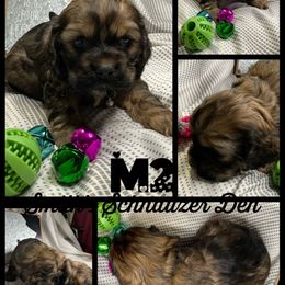Cocker Spaniel and Miniature Schnauzer Puppies from Smith’s Schnauzer Den