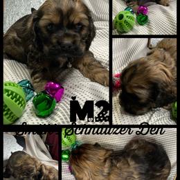 Cocker Spaniel and Miniature Schnauzer Puppies from Smith’s Schnauzer Den