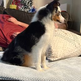 Toy Australian Shepherd puppies from Muscadine Meadows Farm