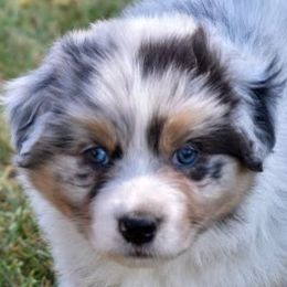 Loreal - BMF1 - Blue merle Australian Shepherd puppy in Marshall, Texas from Flying S Aussies