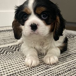 Cavalier King Charles Spaniel Puppies from Christina’s Cavaliers