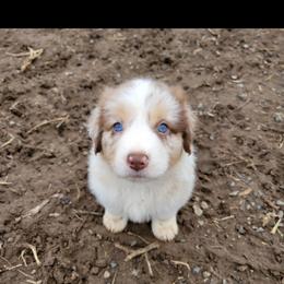 Australian Shepherd Puppies from Creekside Aussies